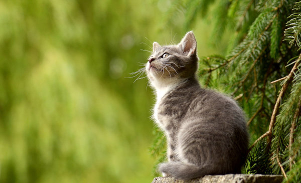 Bioresonanz bei der Katze kann die Selbstheilungskräfte stimulieren