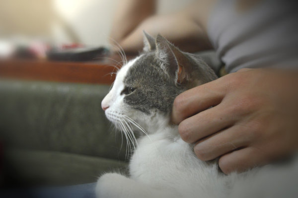Eine genaue Diagnose durch eine Bioresonanzanalyse bei der Katze kann Aufschluss über Störungen geben