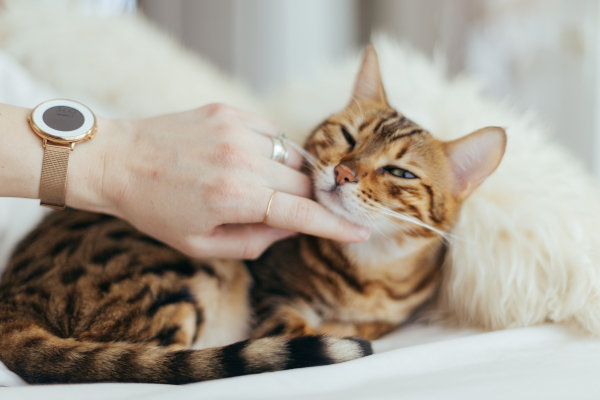 Eine Bioresonanztherapie kann dabei unterstützen, dass sich die Katze bald wieder wohlfühlt