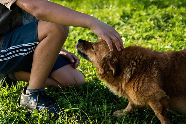 hunde-bioresonanz-rundum-gesund