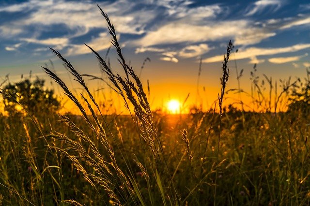 Ein Feld bei Sonnenaufgang.