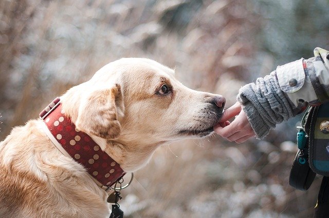 Hund vertraut Menschen und nimmt Snack aus der Hand.