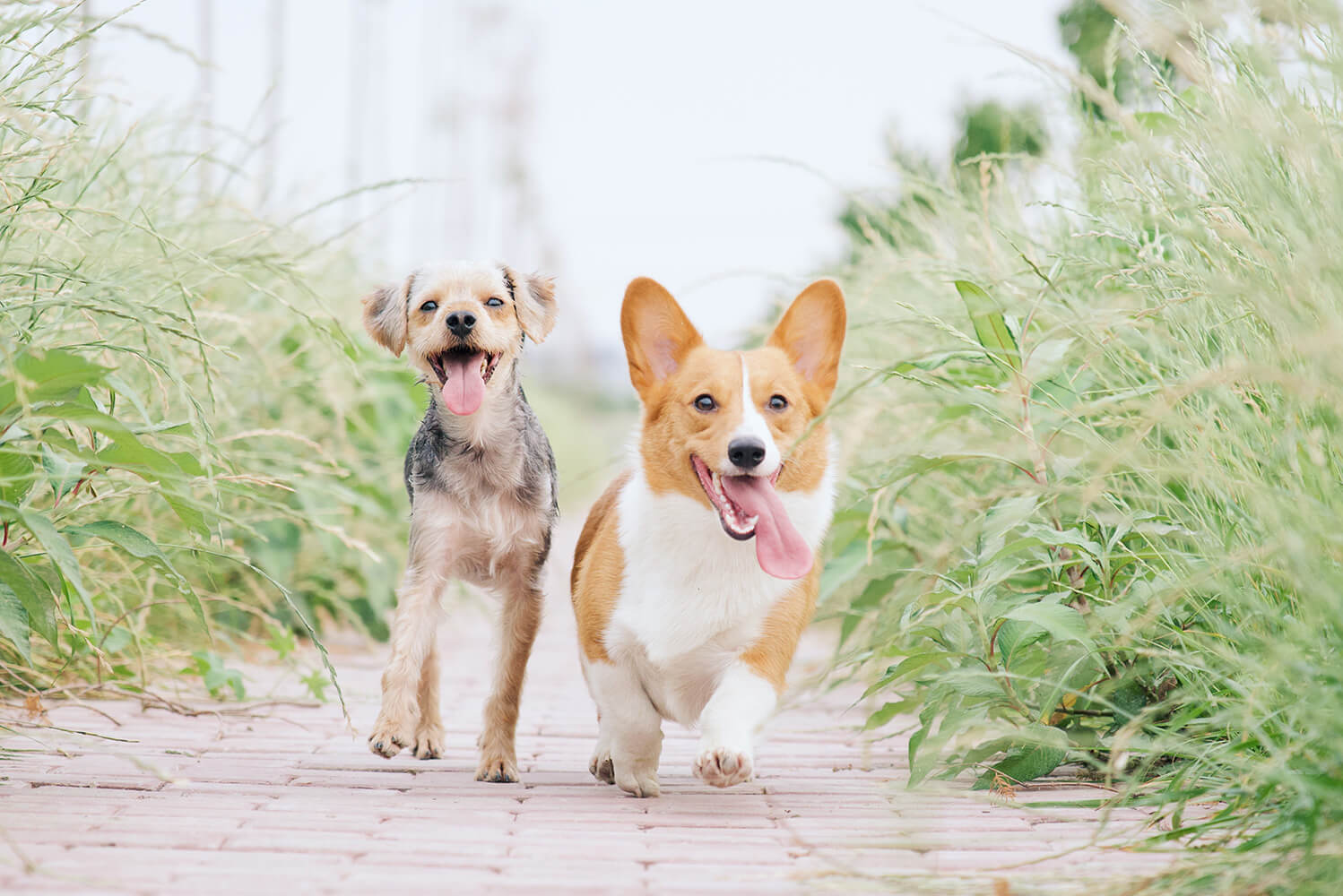 Zwei fröhliche, gesunde Hunde