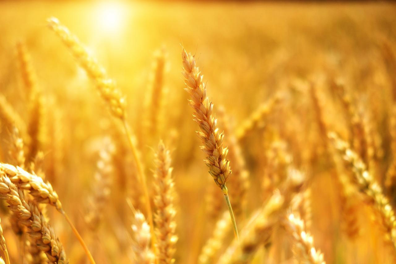 Weizenähren im Gegenlicht - Symbolbild für Bioresonanz bei Weizenallergie