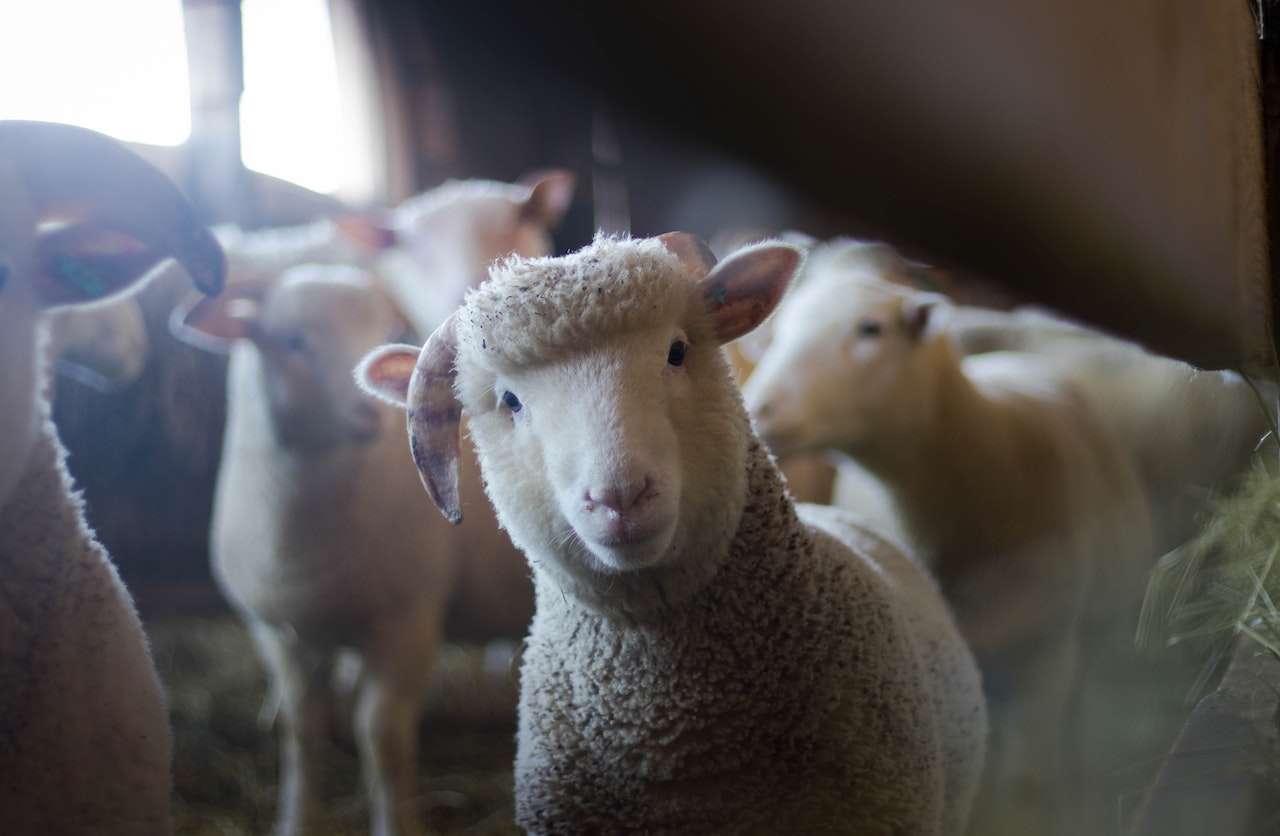 Bioresonanz bei landwirtschaftlichen Nutztieren wie Schafen