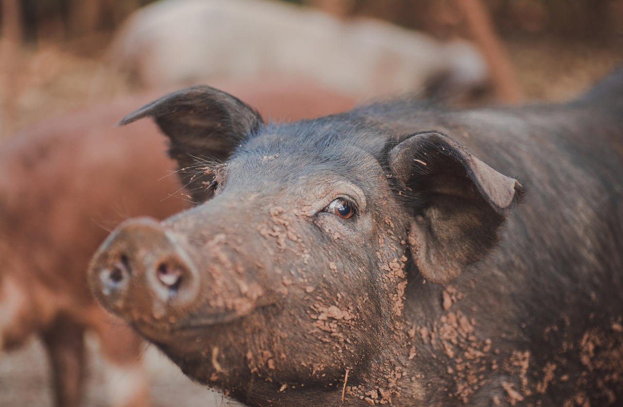 Bioresonanz bei Nutztieren wie Schweinen