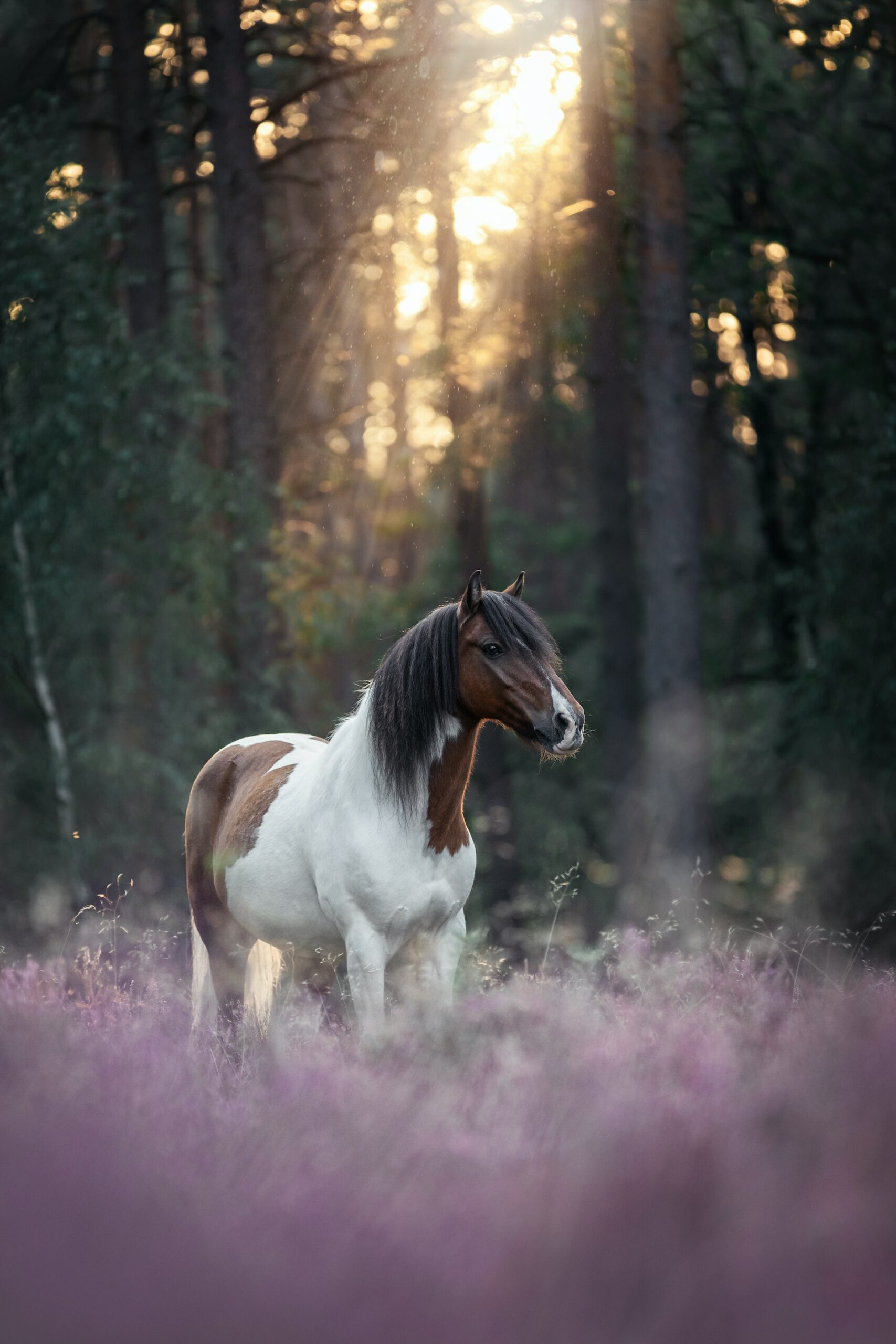 Pferd am Wald im Gegenlicht
