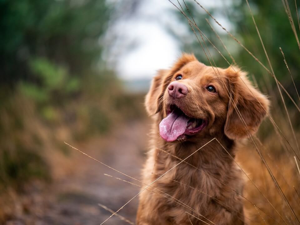 brauner-hund-bioresonanz-rundum-glücklich