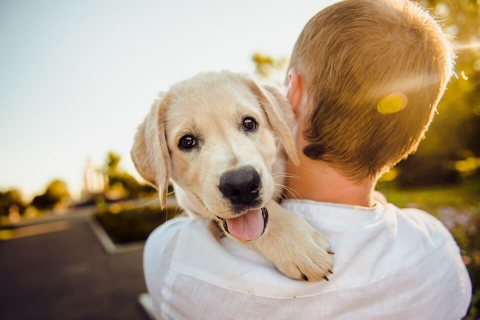 Bioresonanz Hund auf Arm getragen