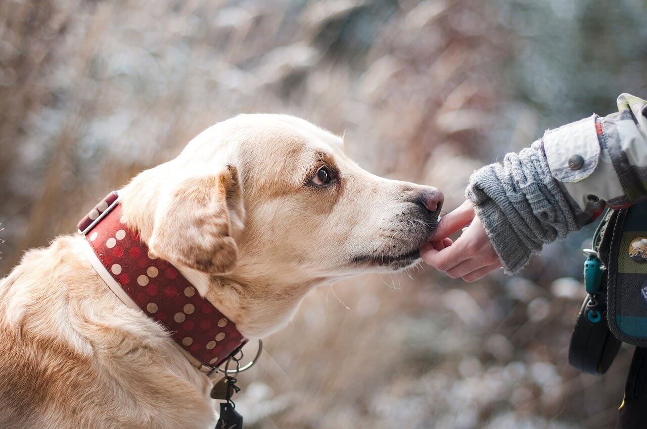 labrador-schnüffelt-hand