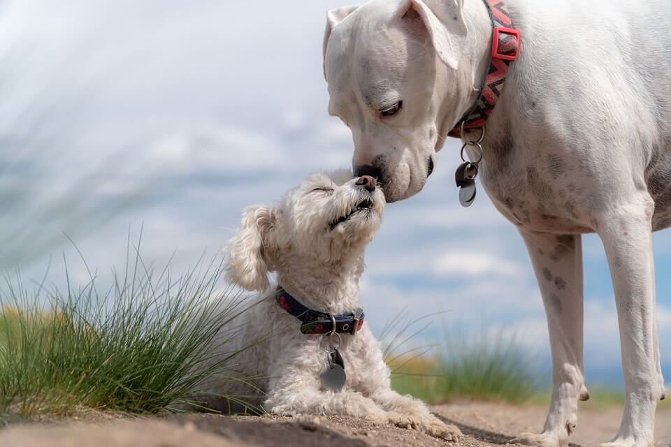 Hunde Freunde groß und klein